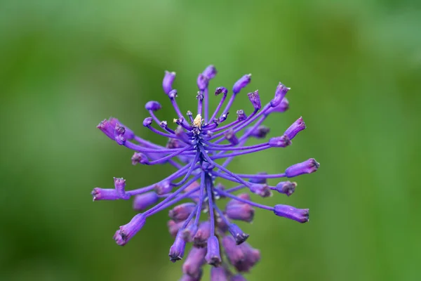 Belle Fleur Jacinthe Pompon Sur Fond Naturel Flou Gros Plan — Photo