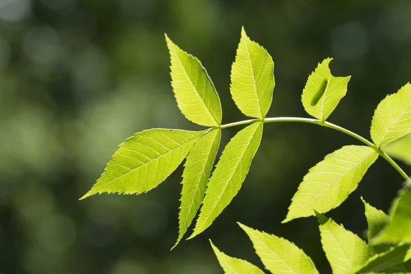 Зеленые Листья Размытом Фоне Крупным Планом — стоковое фото