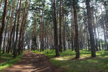 ısmarlayarak İskoç pines adlı güneşli gün ile orman yolunun 