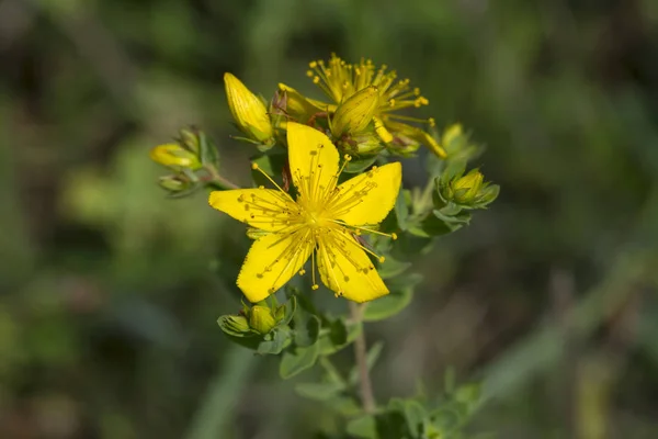 Perforate St Johns wort bitkisel bitki üzerinde arka plan, yakın çekim bulanık 