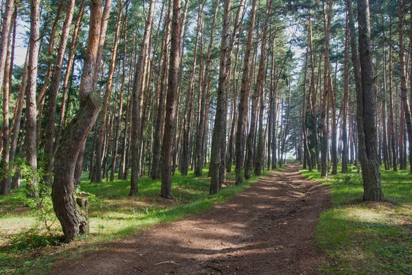 Malerischer Blick Auf Waldweg Mit Schottischen Kiefern Bei Sonnigem Tag — Stockfoto