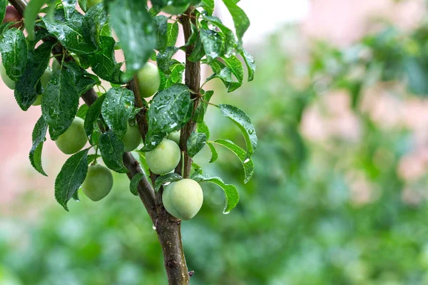 Green plum tree in rain on blurred background, close-up