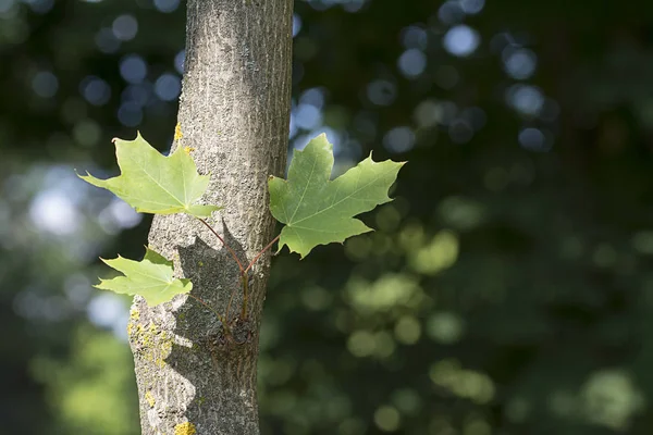 Ствол Дерева Зелеными Листьями Клена Размытом Фоне — стоковое фото