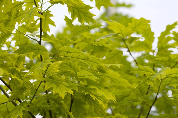 Folhas Bordo Verde Luz Solar Primavera Fundo Céu Turvo — Fotografia de Stock