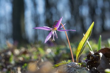 erythronium dens-canis bulanık yaz çayır üzerinde   