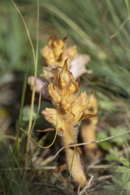 Orobanche flowers on blurred summer meadow  clipart