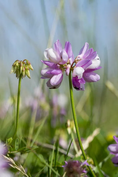 ぼやけている夏の草原に紫冠レンゲ — ストック写真