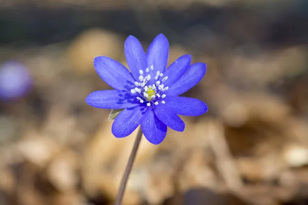 Hepatica Transsilvanica Květina Rozmazané Letní Louka — Stock fotografie