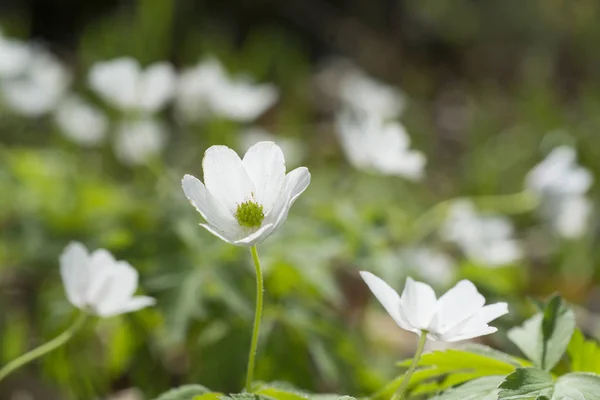 Fleurs Anémone Nemorosa Sur Prairie Été Floue — Photo