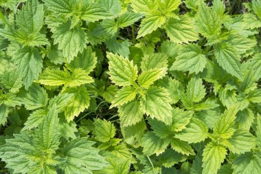 Henbit ölü-ısırgan otunun taze yeşil yaprakları, yakın çekim 