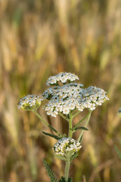 Witte Duizendblad Bloem Onscherpe Natuurlijke Achtergrond — Stockfoto