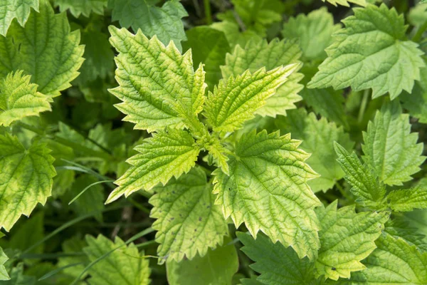 Henbit Døde Brændenælde Friske Grønne Blade Close - Stock-foto