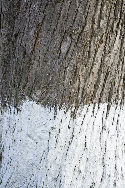 Tronco Árbol Encalado Primer Plano Concepto Procedimiento Protección Natural —  Fotos de Stock