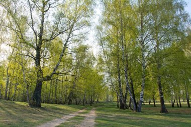 ısmarlayarak bahar huş ağacı orman yol ve mavi gökyüzü ile