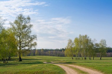 ısmarlayarak bahar huş ağacı orman yol ve mavi gökyüzü ile