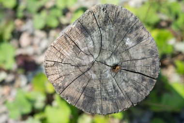 Eski güdük doku bulanık doğal zemin üzerine