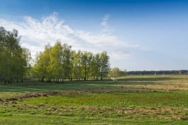 Schilderachtig Uitzicht Van Voorjaar Bos Met Blauwe Lucht Achtergrond — Stockfoto