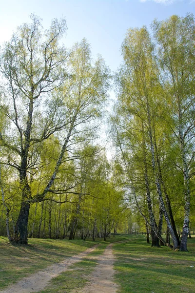 Vue Pittoresque Sur Forêt Bouleaux Printaniers Avec Route Ciel Bleu — Photo