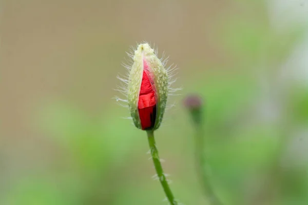 Flor Papoula Vermelha Preparando Para Abrir Fundo Natural Desfocado — Fotografia de Stock