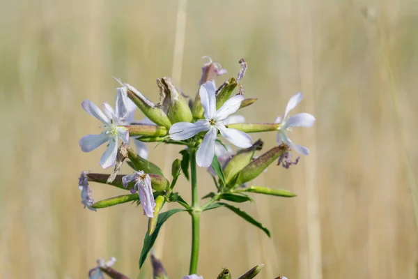 自然な背景をぼかした写真に共通のサボンソウ花頭 — ストック写真