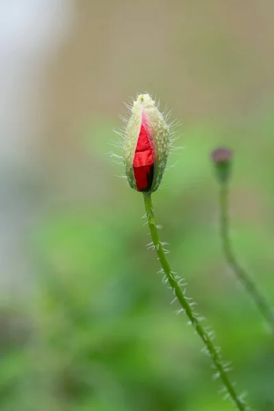Červený Mák Květ Chystá Otevřít Rozmazané Přirozeného Pozadí — Stock fotografie