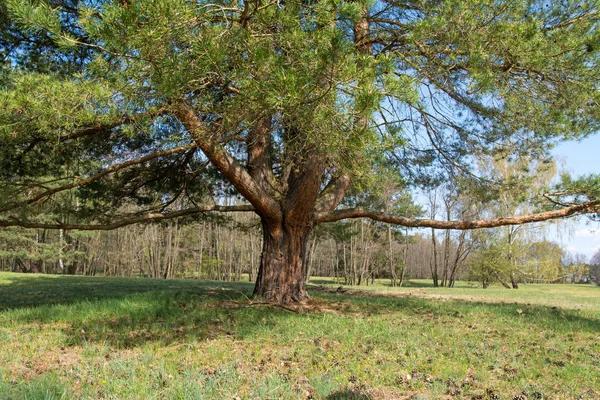 Strom Lese Jaře Slunečný Den — Stock fotografie