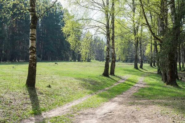 Våren Landskap Med Skog Och Grusväg — Stockfoto