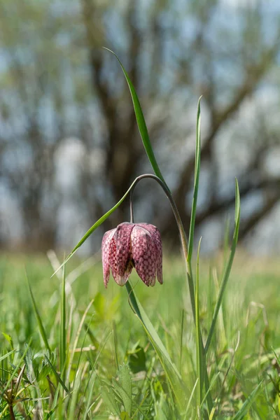 Fritillaria Meleagris Wildflower Fundo Natural Desfocado — Fotografia de Stock