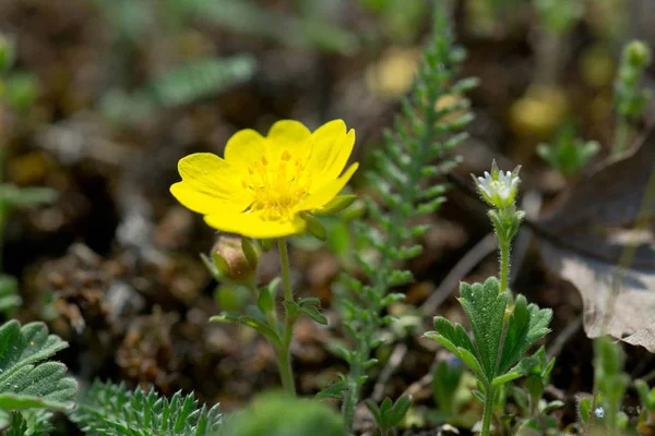 Cinquefoil Primavera Sobre Fondo Natural Borroso —  Fotos de Stock