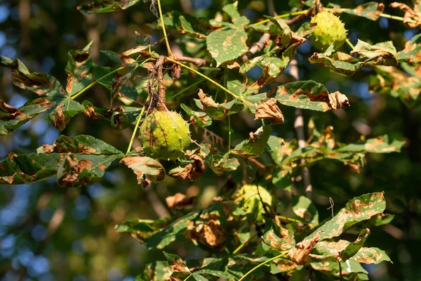 秋の木の枝に馬栗フルーツ — ストック写真