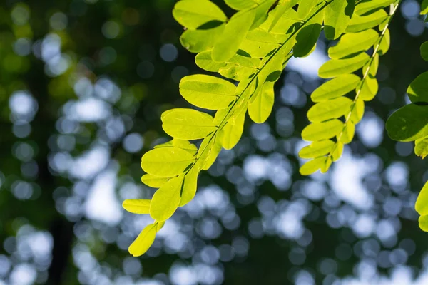 Composição Com Folhas Acácia Verde Beleza Fundo Borrado — Fotografia de Stock