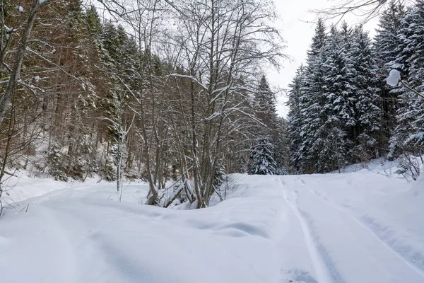 Vinter Berglandskap Med Oändliga Skogen — Stockfoto