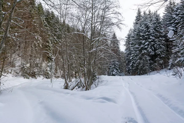 Paysage Hiver Montagne Avec Forêt Sans Fin — Photo