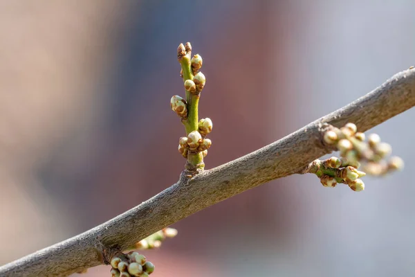 Vroege Voorjaar Boom Toppen Met Natuurlijke Onscherpe Achtergrond — Stockfoto