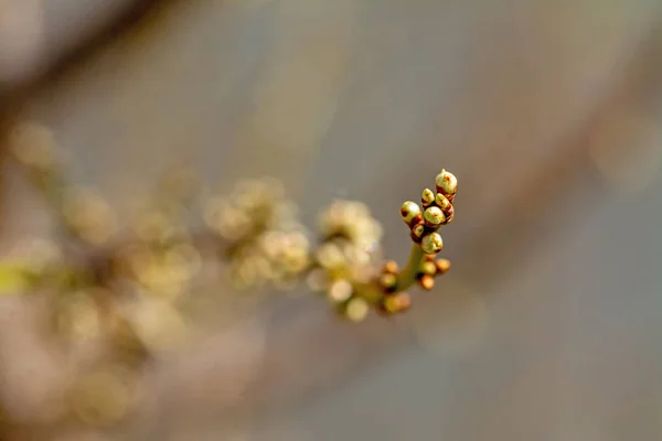 Botões Árvores Primavera Cedo Com Fundo Natural Desfocado — Fotografia de Stock