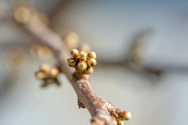 Vroege Voorjaar Boom Toppen Met Natuurlijke Onscherpe Achtergrond — Stockfoto