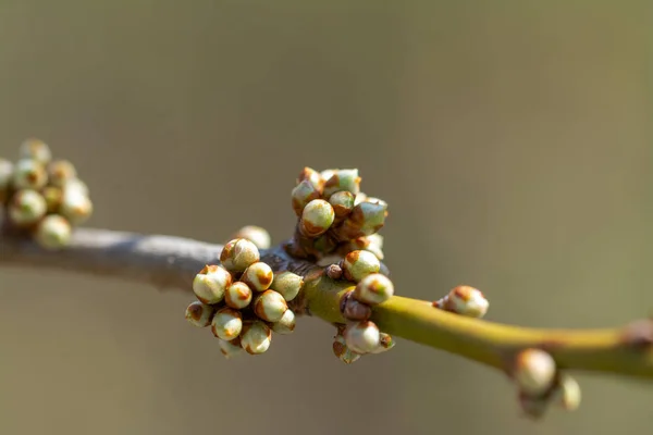 Frühlingsknospen Mit Natürlichem Unscharfem Hintergrund — Stockfoto