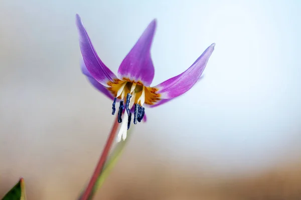 Roxo Eritrónio Dens Canis Flor Fundo Borrado Close — Fotografia de Stock