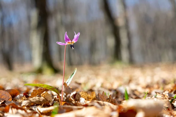 Roxo Eritrónio Dens Canis Flor Início Primavera Floresta Close — Fotografia de Stock