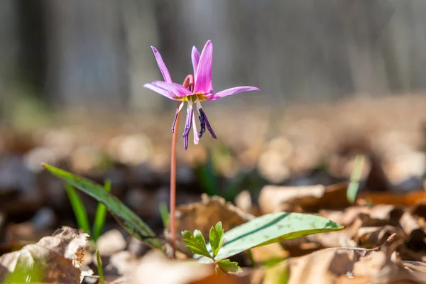 Μωβ Erythronium Κρησφύγετα Canis Λουλούδι Θολή Φόντο Γκρο Πλαν — Φωτογραφία Αρχείου