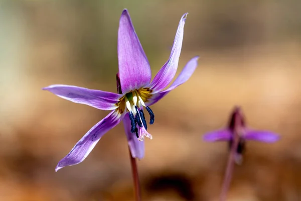 Μωβ Erythronium Κρησφύγετα Canis Λουλούδι Θολή Φόντο Γκρο Πλαν — Φωτογραφία Αρχείου