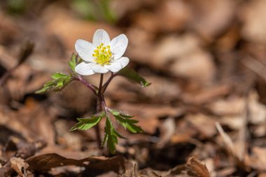 Beyaz anemone nemorosa çiçekli bitki erken Bahar ormandaki yakın çekim