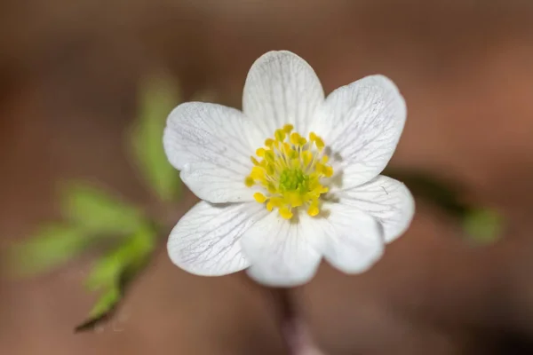 Anémone Blanche Plante Fleurs Nemorosa Début Printemps Gros Plan — Photo