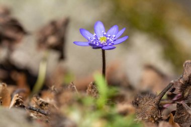 Erken baharda erken Bahar mantarı transsilvanica çiçek orman, yakın çekim