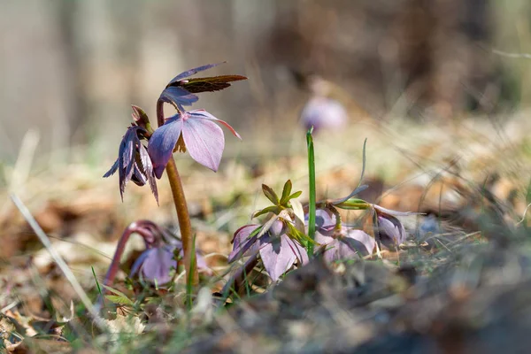 Hellebores Floração Planta Início Floresta Primavera Close — Fotografia de Stock