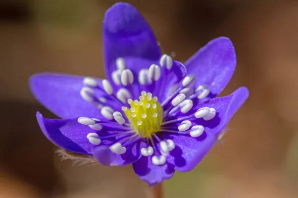 Hepatica Transsilvanica Květina Krásné Rozostřené Pozadí Detail — Stock fotografie