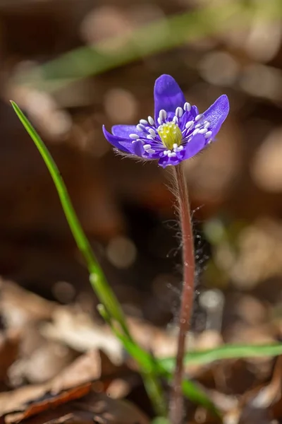 Wczesną Wiosną Hepatica Transsilvanica Kwiat Wczesną Wiosną Lesie Zbliżenie — Zdjęcie stockowe