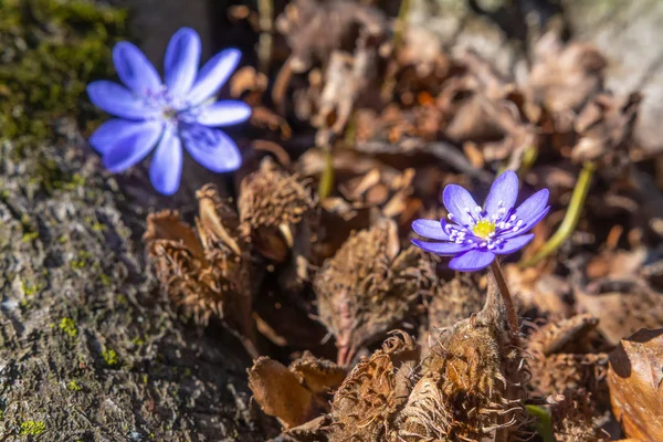 Início Primavera Hepatica Transsilvanica Flores Início Floresta Primavera Close — Fotografia de Stock