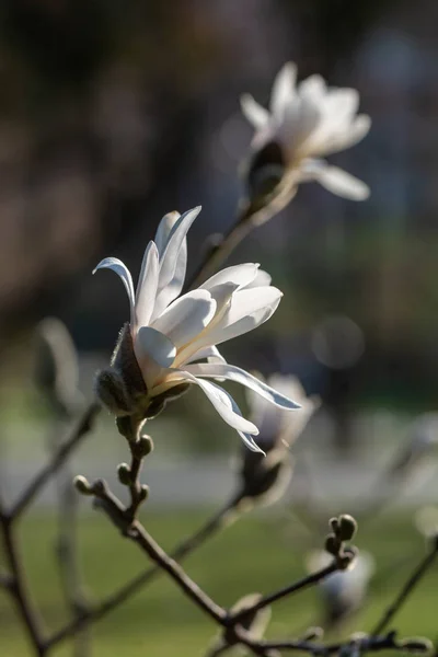 Blühende Magnolienblüten Auf Verschwommenem Hintergrund Konzept Des Frühlings Nahaufnahme — Stockfoto