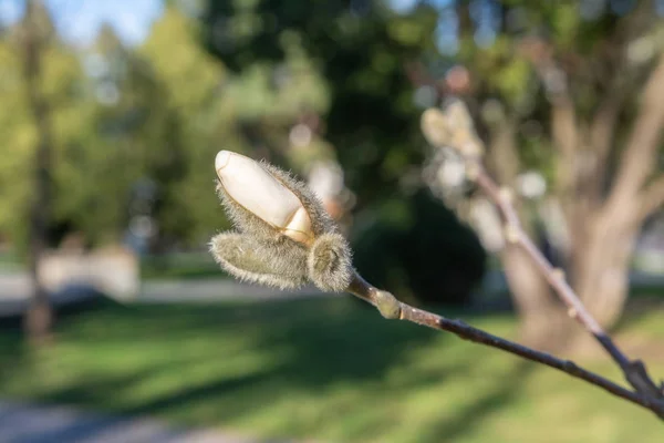 Zweig Mit Knospen Von Magnolienblüten Auf Verschwommenem Hintergrund Konzept Des — Stockfoto